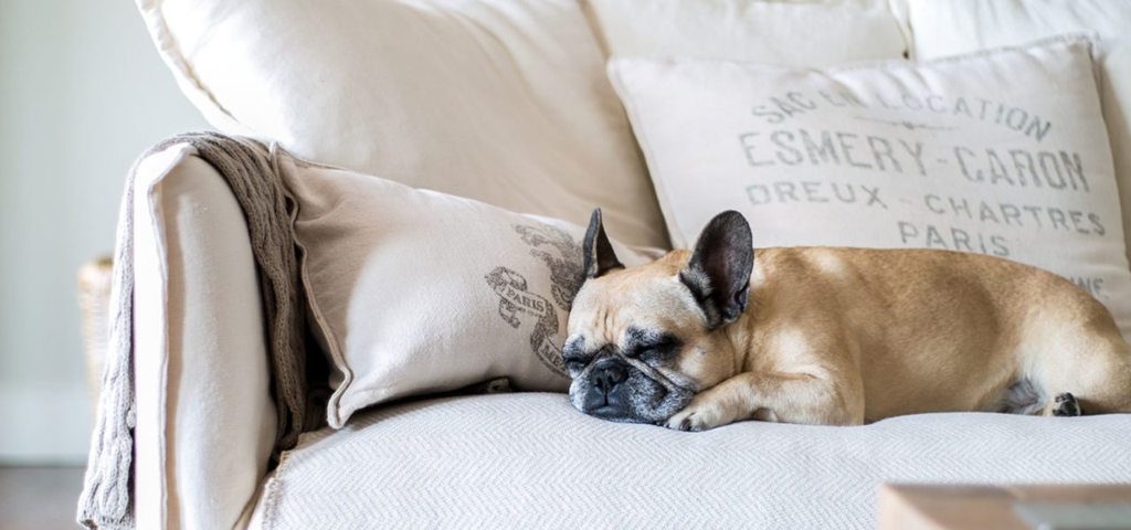 Eco-Friendly Pet Couch Covers To Keep Your Family Cozy This Winter - In2Green